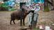 A wild boar at a park in Germany A wild boar at a park in Germany