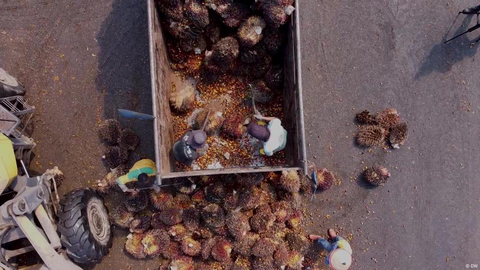 Indonesia: Palm oil sellers fear new barriers after EU deal DW 09/23/2025