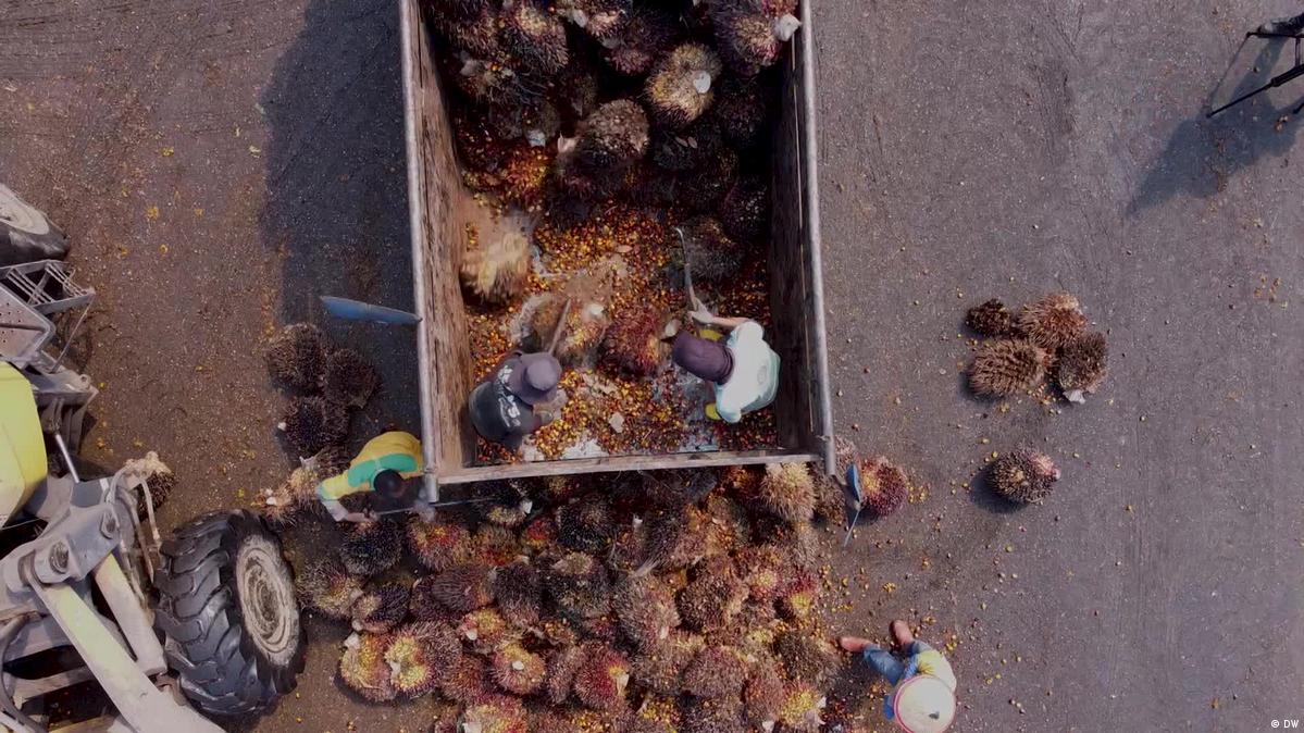 Indonesia: Palm oil sellers fear new barriers after EU deal