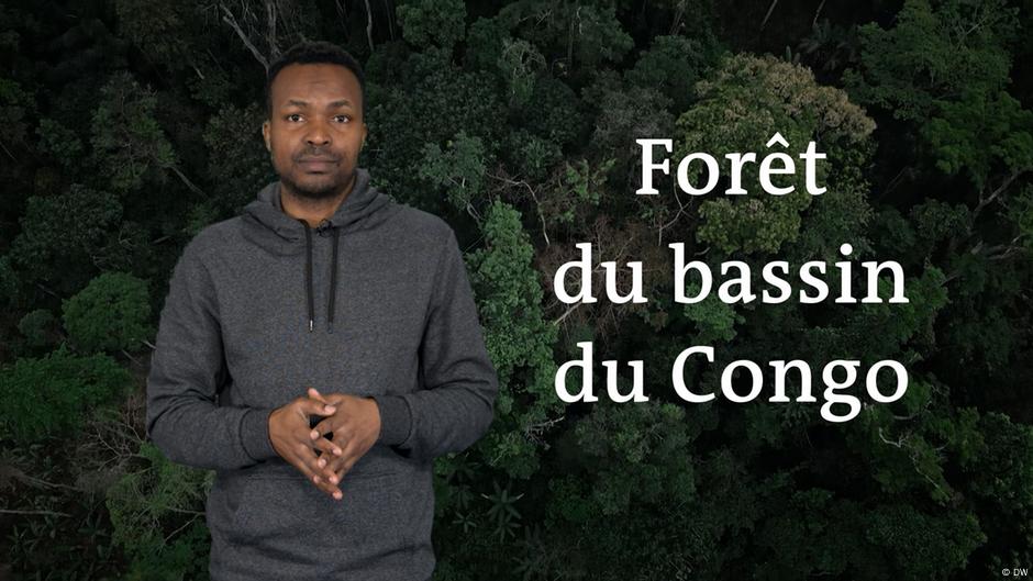 Bassin du Congo : la plus grande forêt d'Afrique menacée – DW – 21/03/2024