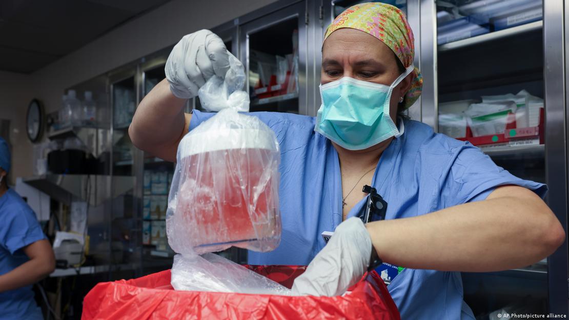 Una enfermera especialista saca el órgano de su caja de transporte para ser transplantado en el paciente. 