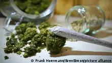 Themenbild Cannabis Legalisierung.Cannabis Anbau. Joint ,Blueten einer Hanfpflanze und Hanfsamen, CANNABIS, Marihuana. THC, ?