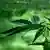 Nahaufnahme einer Cannabis-Pflanze mit grünen Blättern und weißen Blüten