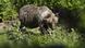 A symbol picture of a bear in Slovakia A symbol picture of a bear in Slovakia