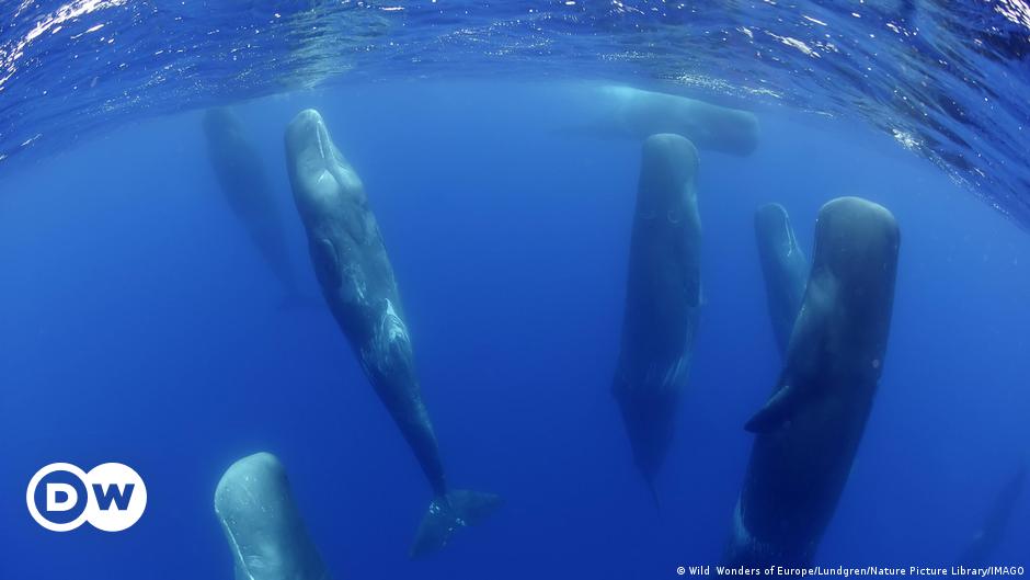 Animal communication: Will we ever speak with whales?