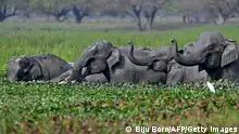 TOPSHOT - A herd of wild Asiatic elephants bathe at Khamrenga wetland in Thakurkuchi village, outskirts of Guwahati, April 1, 2024. (Photo by Biju BORO / AFP) (Photo by BIJU BORO/AFP via Getty Images)