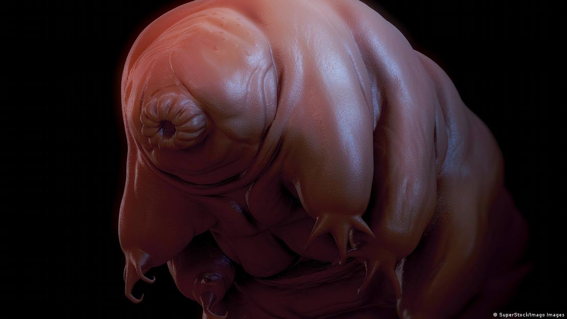 Ilustração de um tardígrado