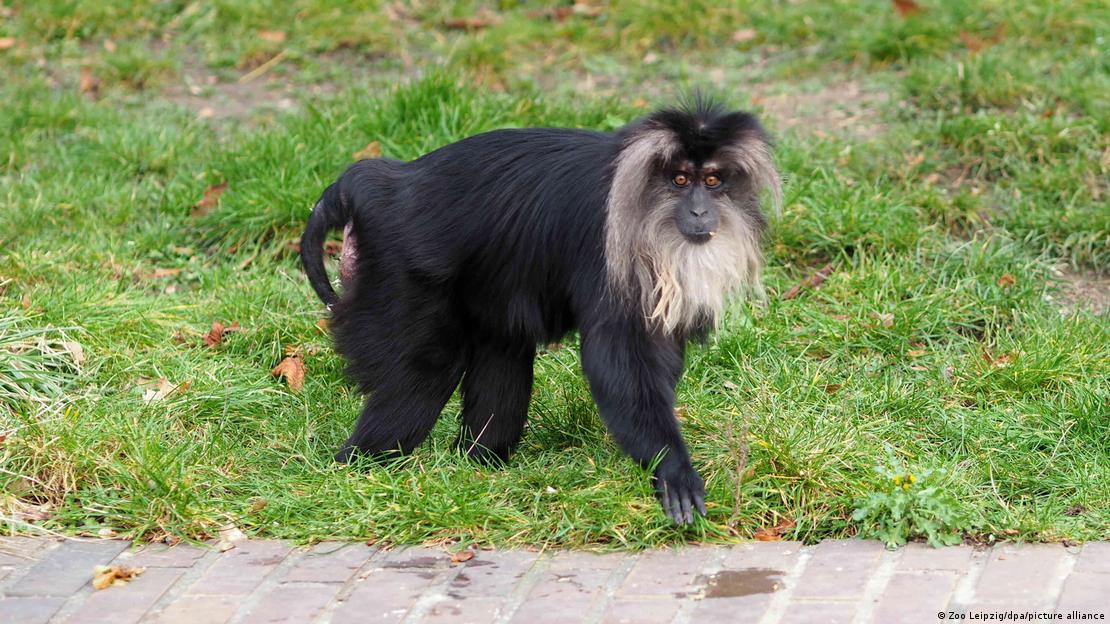 Lion-tailed macaque Ruma in her enclosure at Leipzig Zoo