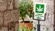 Ilustrasi legalisasi ganja di Jerman Ilustrasi legalisasi ganja di Jerman