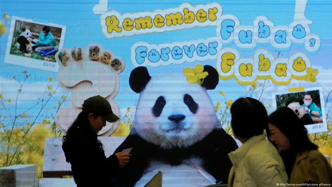 People passing by a screen showing images of Giant panda Fu Bao in South Korea