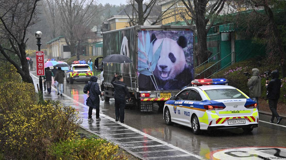 A convoy carrying giant panda Fu Bao