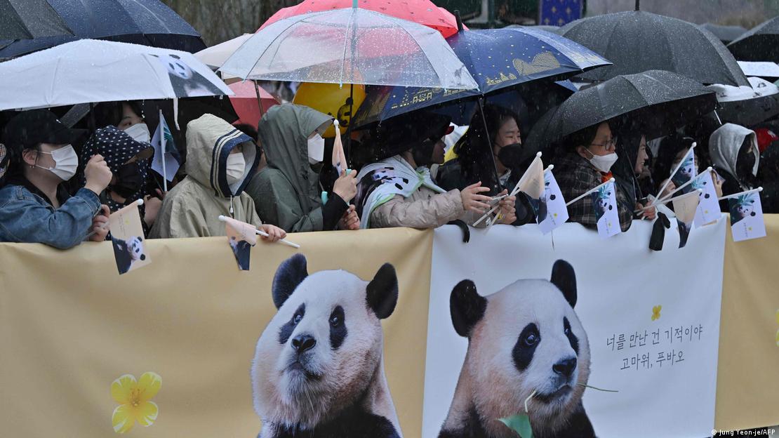 Panda fans wait for giant panda Fu Bao during a farewell ceremony at Everland amusement park 