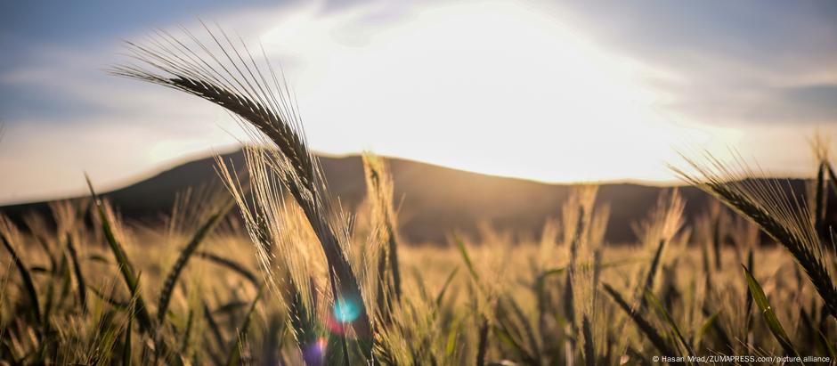 O glúten é uma proteína encontrada no trigo, na cevada e no centeio - e não é algo ruim, apenas para intolerantes e alérgicos 