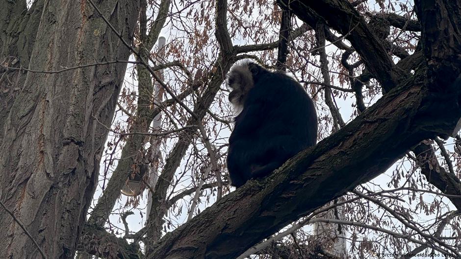 Stolen endangered monkey Ruma returned to zoo – DW – 04/04/2024 - Vimarsana News