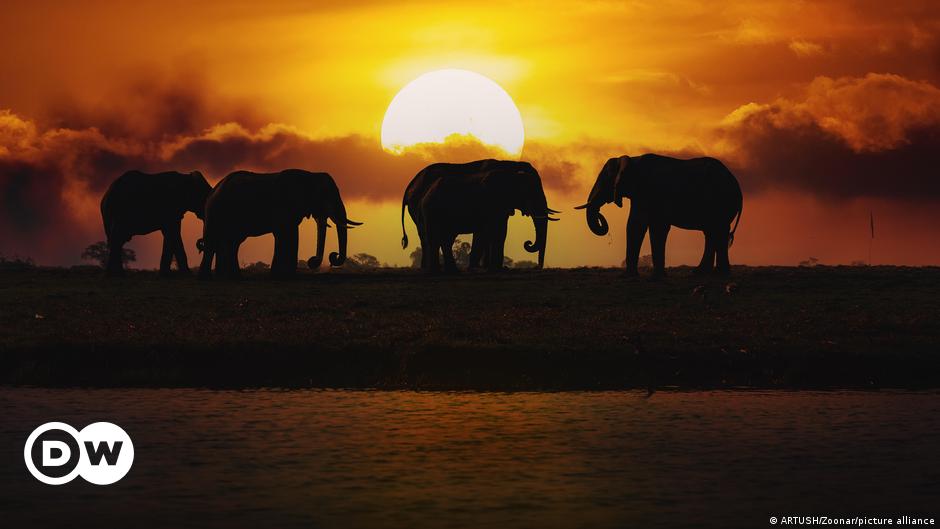 هل ألمانيا مستعدة لاستقبال عشرين ألف فيل هدية من بلد أفريقي؟