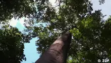 Sendedatum: 08. April 2024 Dokumentation: „Rettet die Baumriesen – Wie Waldgiganten das Kima schützen: Große Bäume sind das Lebenselixier der Erde. Sie reinigen die Luft, sichern die Artenvielfalt und sind wichtige Klimaschützer. Kahlschlag, Trockenheit und Schädlingsbefall setzen den Baumriesen zu und zerstören ihre Ökosysteme. Doch unkonventionelle Ideen hoch oben in den Baumwipfeln und ein Umdenken bei der Nutzung von Waldflächen können Bäume schützen.