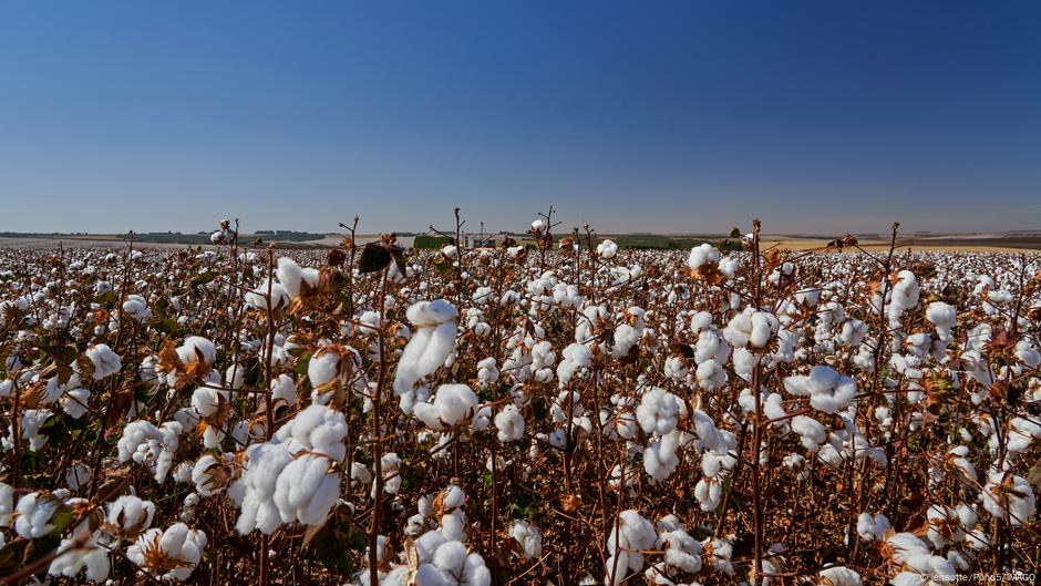 Algodão brasileiro chega a pódio exportador com agrotóxicos