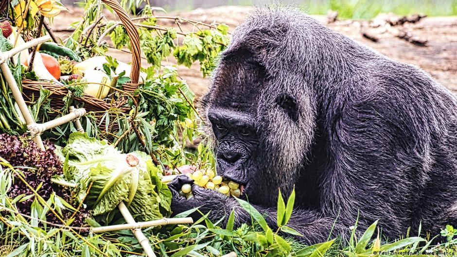 World's oldest gorilla celebrates 67th birthday in Berlin – DW – 04/12/2024 - Vimarsana News