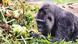Fatou, believed to be the oldest gorilla in the world, celebrating her 67th birthday with a basket of treats Fatou, believed to be the oldest gorilla in the world, celebrating her 67th birthday with a basket of treats