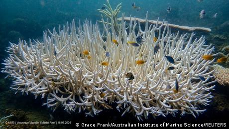 Weltweite Korallenbleiche bedroht einzigartige Lebensräume – DW – 16. April 2024
