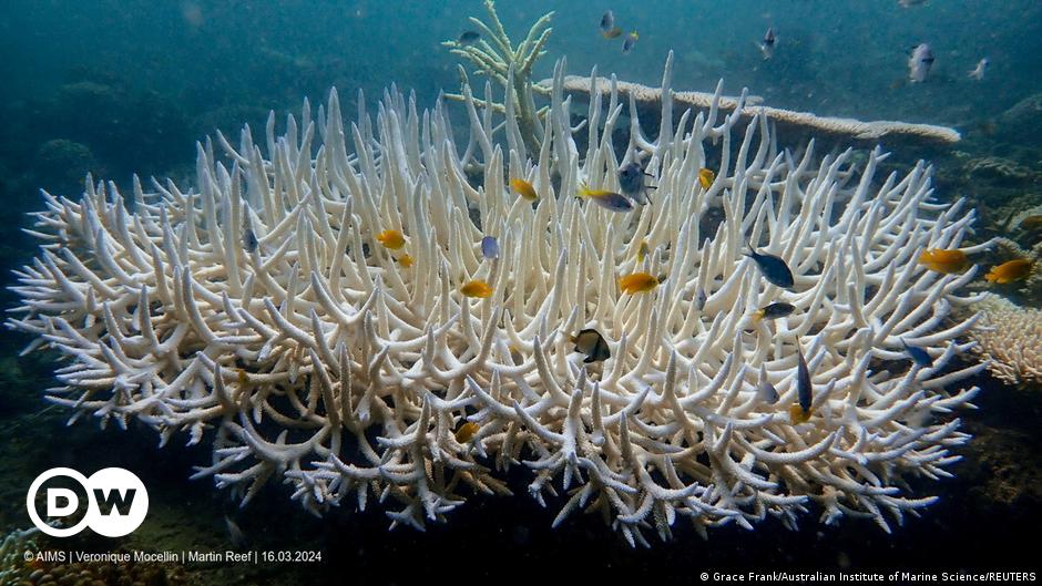 Weltweite Korallenbleiche bedroht einzigartige Lebensräume