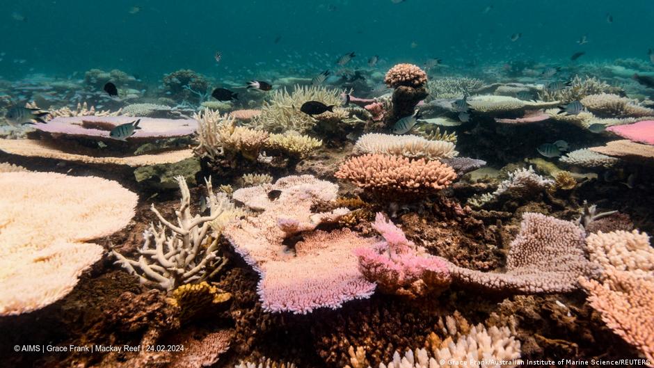 Australian researchers turn to AI to save coral reefs – DW