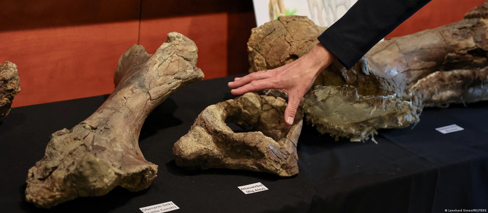 Οστά Δεινοθηρίων ανακαλύφθηκαν στη Βαυαρία – DW – 16/04/2024