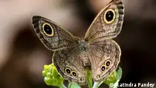 22 March 2024 Sohagibarwa Wildlife Sanctuary, Maharajganj, Uttar Pradesh.
Indien | Erhaltung der Schmetterlinge (Butterfly conservation)
The butterfly is called - Deshaj Panchnayani - in Hindi. 