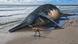 Una ilustración muestra un cadáver de ictiosaurio gigante en la playa. Una ilustración muestra un cadáver de ictiosaurio gigante en la playa.