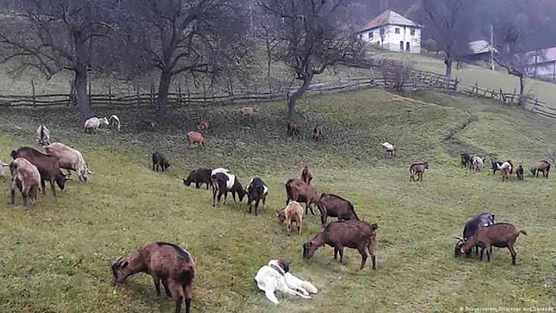 Selo Smolj ima odlične pretpostavke za razvoj stočarstva  