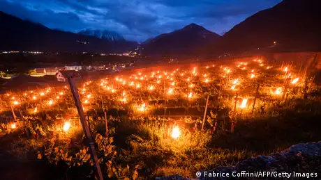 BdTD Schweiz | Kerzen als Frostschutz im Weinberg