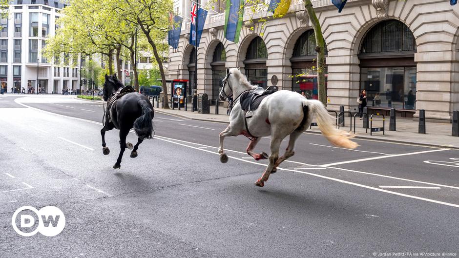 London police recapture 2 horses on the run