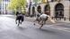 Two horses on the loose bolt through the streets of London near Aldwych, on Wednesday April 24, 2024 Two horses on the loose bolt through the streets of London near Aldwych, on Wednesday April 24, 2024