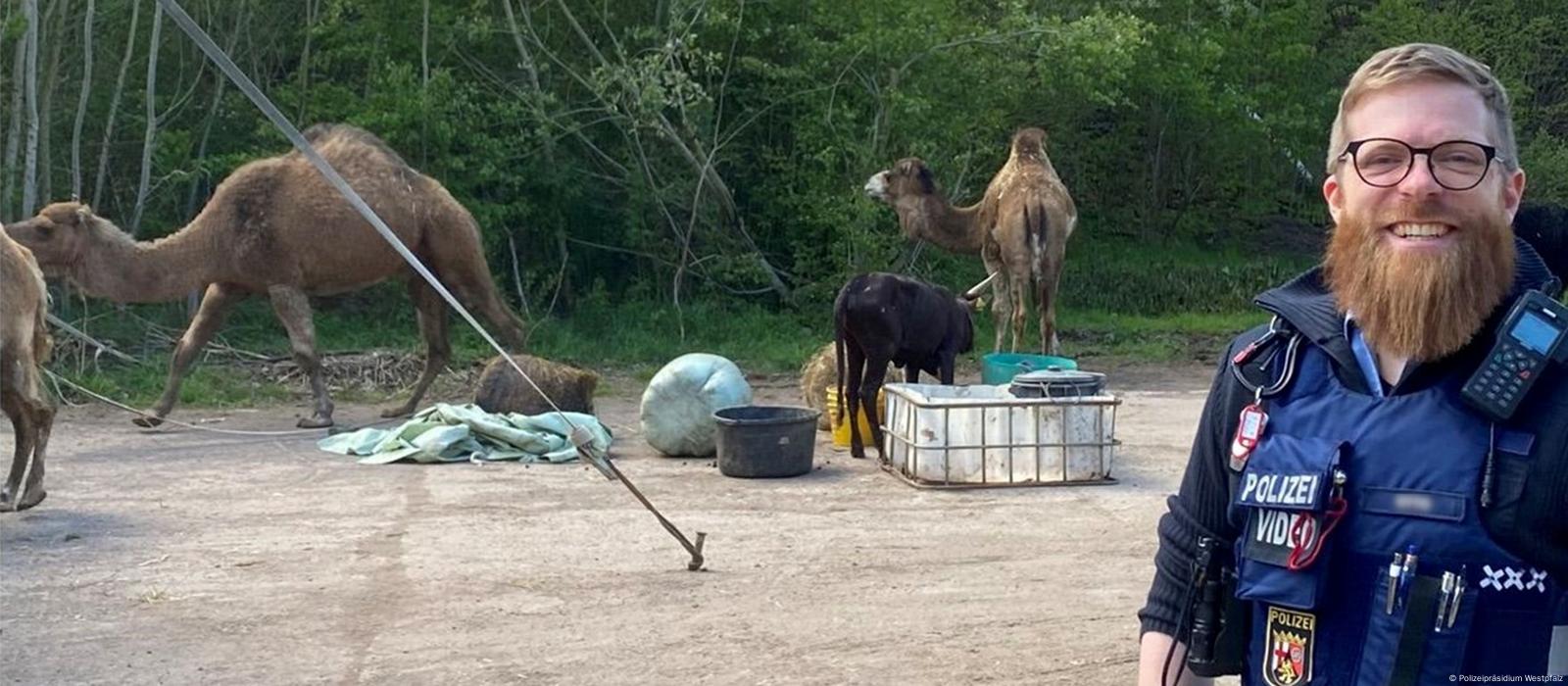 Germany: Camel leads circus animal breakout – DW – 04/24/2024