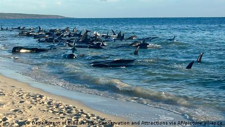 Zahlreiche Wale an der Westküste Australiens gestrandet