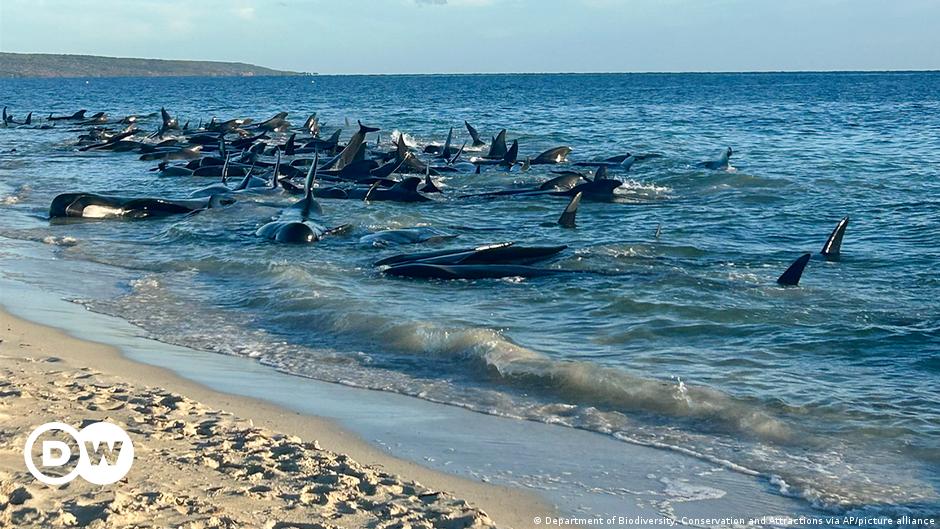 Zahlreiche Wale an der Westküste Australiens gestrandet