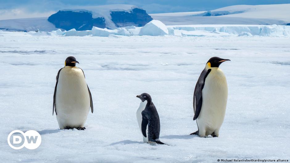 Deutsche und neuseeländische Forschungsinstitute unterzeichnen Antarktisabkommen – DW – 04.05.2024