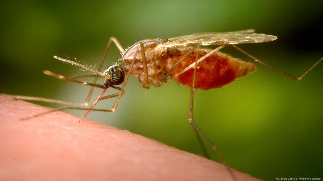 A feeding female Anopheles funestus mosquito