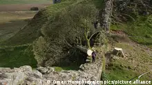 The Sycamore Gap tree pictured after it was cut down