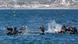 Surfers throw flowers during a tribute to 3 missing surfers in Ensenada, Mexico, Surfers throw flowers during a tribute to 3 missing surfers in Ensenada, Mexico,