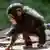 Un bebé chimpancé