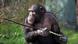 Una chimpancé sostiene una rama. Una chimpancé sostiene una rama.