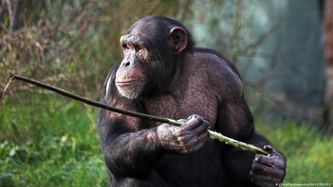 El cromosoma Y de los chimpancés evoluciona más rápido que el cromosoma X.