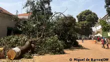 Abate de árvores em Bissau: Um ato normal ou um crime ambiental?
