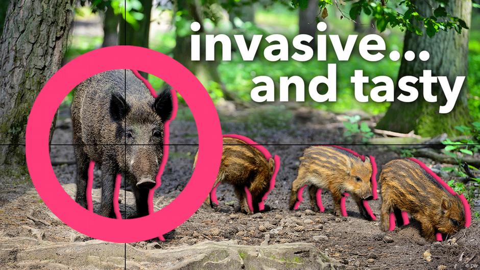 Should we eat invasive species? โ DW โ 05/15/2024 Biology Diagrams
