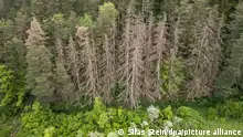 13/05/2024 **Nadel- und Laubbäume stehen in einem Waldstück bei Rottweil. Die Bäume in Deutschland leiden unter den Folgen der Klimakrise. Dürre und hohe Temperaturen, aber auch der Befall mit Parasiten setzen den Wäldern zu. Die jährliche Waldzustandserhebung dokumentiert seit den 1980er-Jahren, wie sich der Wald unter den oben genannten Bedingungen verändert. (Luftaufnahme mit einer Drohne)