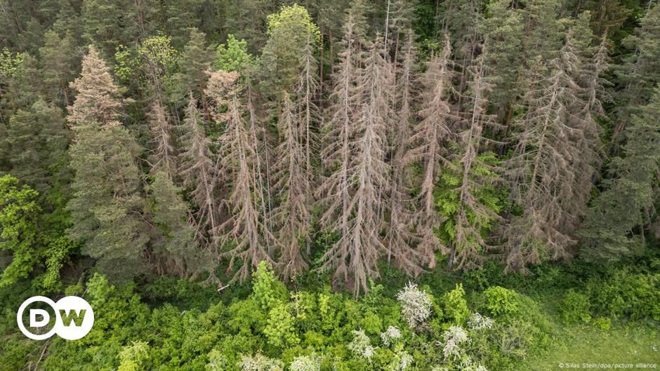 Agrarminister Özdemir: Wald wird zum "Dauerpatienten"