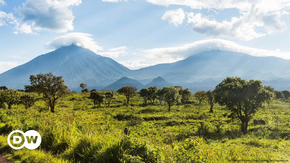 "Les forêts de RDC sont un enjeu majeur de cette Cop29"