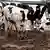 Un grupo de vacas en un establo en California.