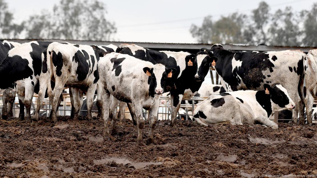 Las ventas de leche cruda aumentan en Estados Unidos pese a los riesgos de la gripe aviar.